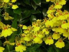 Oncidium