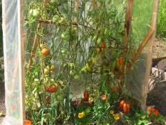 Tomaten