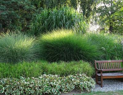 Bild GMH/Bettina Banse: Riesen-Chinaschilf (Miscanthus x giganteus), Palmwedel-Segge (Carex muskingumensis) und Funkien (Hosta).