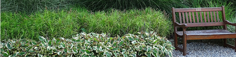 Bild GMH/Bettina Banse: Riesen-Chinaschilf (Miscanthus x giganteus), Palmwedel-Segge (Carex muskingumensis) und Funkien (Hosta).