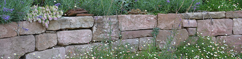 Blütendiadem: Lavendel, Perlkörbchen (Anaphalis triplinervis) und der extravagante Hopfen-Dost (Origanum rotundifolium) krönen die elegante Sandsteinmauer. Am Fuß schmückt sie eine Bordüre aus Spanischem Gänseblümchen (Erigeron karvinskianus). (Bildnachweis: GMH/Anne Eskuche)