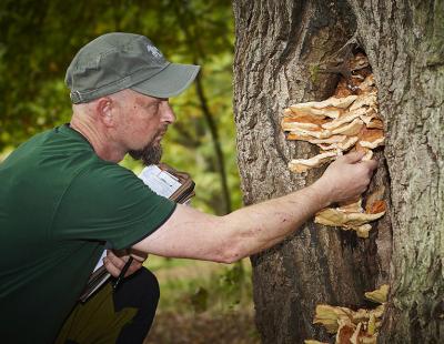 Verräterische Fruchtkörper: Pilzsucher freut der Anblick des Schwefelporlings, für den Baum jedoch bedeutet er oft das Aus – der holzzersetzende Pilz lässt die Windbruchgefahr massiv ansteigen. (Bildnachweis: GMH/Fachverband geprüfter Baumpfleger) 