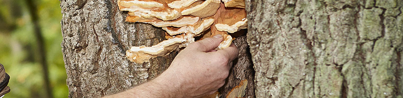 Verräterische Fruchtkörper: Pilzsucher freut der Anblick des Schwefelporlings, für den Baum jedoch bedeutet er oft das Aus – der holzzersetzende Pilz lässt die Windbruchgefahr massiv ansteigen. (Bildnachweis: GMH/Fachverband geprüfter Baumpfleger) 