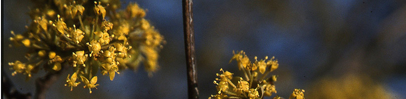 Die Kornelkirsche (Cornus mas) eignet sich dank ihrer gelben Blüten im Frühjahr nach dem Laubaustrieb nicht nur als wertvolles Wildgehölz, sondern ist auch eine Zierde im Garten. (Bildnachweis: GMH/GBV)