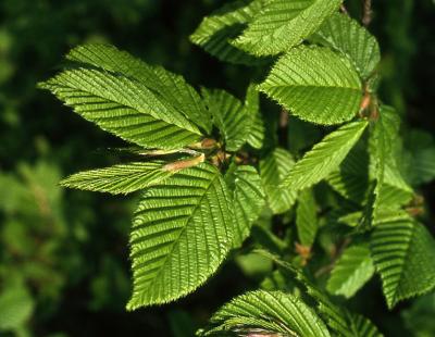 Klimatolerante Baumart: Hainbuchen (Carpinus) überstehen längere Trockenphasen sowie Hitze unbeschadet und lassen sich in fast jede Form schneiden. (Bildnachweis: GMH/GBV)