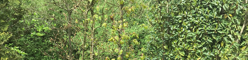 Bild garten.ch: Immergrüne Hecken