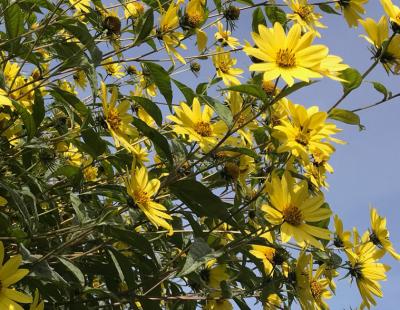 Bild garten.ch: Heliantus