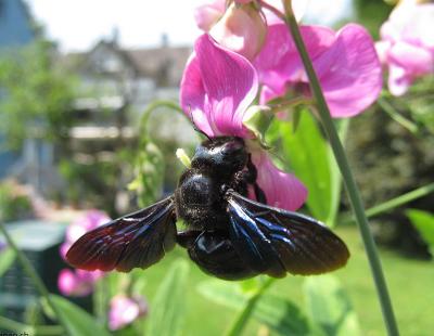 Bild bienen.ch