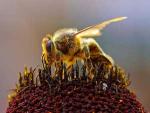 Bienenhaltung in London zu erfolgreich