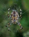 Spinnen bestimmen im Netz