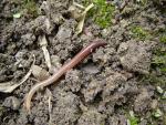 Weniger Bodenbearbeitung schont Regenwürmer