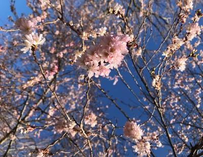 Bild garten.ch: Kirschblüte