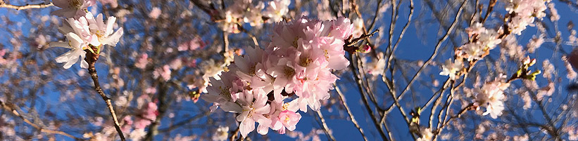 Bild garten.ch: Kirschblüte