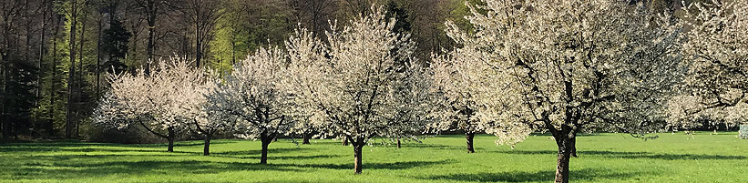 Bild garten.ch Kirschblüte Basel-Landschaft