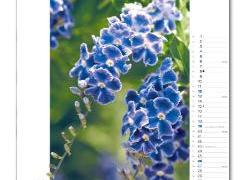 Blumenkalender 2010