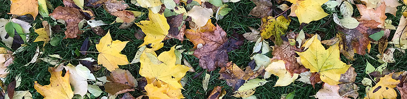 Bild garten.ch: Herbstlaub auf Rasen