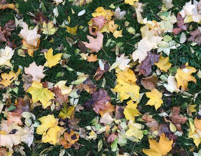 Bild garten.ch: Herbstlaub auf Rasen