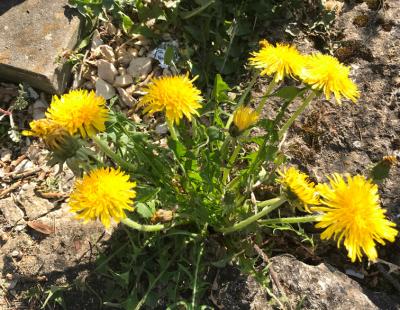 Bild garten.ch: Beikräuter Löwenzahn