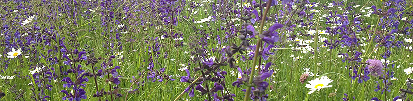 Bild garten.ch: Blumenwiese