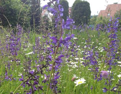 Bild garten.ch: Blumenwiese