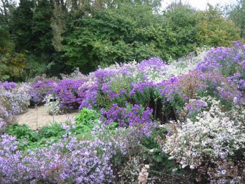 Astern Botanischer Garten Brüglingen