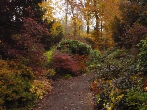 Rhododendren Bottanischer Garten Brüglingen