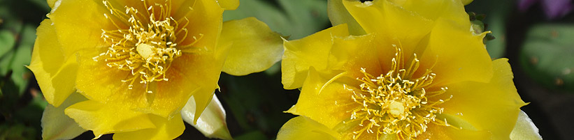 Bild garten.ch: Opuntia humifusa steht auf der Watchlist
