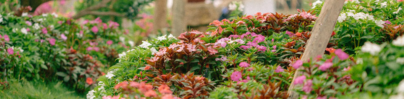 Foto Pexels Bảo Minh: Garten