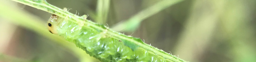 Bild garten.ch: Tierische Schädlinge 