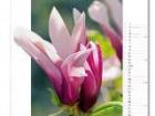 Blumenkalender April