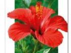 Blumenkalender