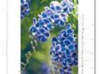 Blumenkalender September