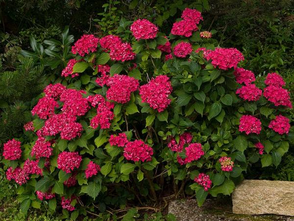 Bild: „Gartenhortensie in der Gesamtansicht, pink“ Mike aus dem Bayerwald