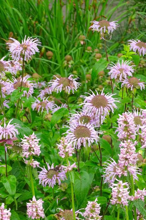 Schild und Speer: Die breitrunden Blütenstände der Indianernessel sind ein hervorragender Gegenpart zu kerzenförmigen Blütenständen wie denen des Zottigen Ziests (Stachys monnieri). (Bildnachweis: GMH/Bettina Banse)