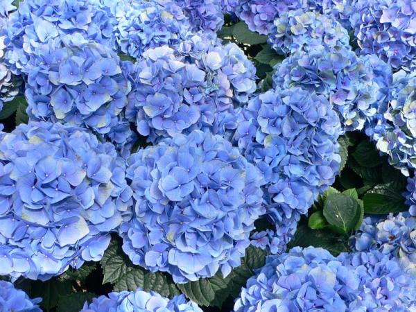 Bild: „Hydrangea macrophylla - Hortensia hydrangea“ von Raul654