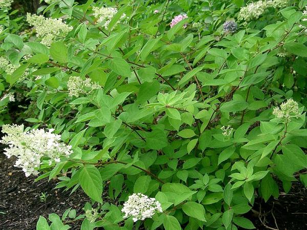 Bild: Hydrangea paniculata f grandiflora von KENPEI