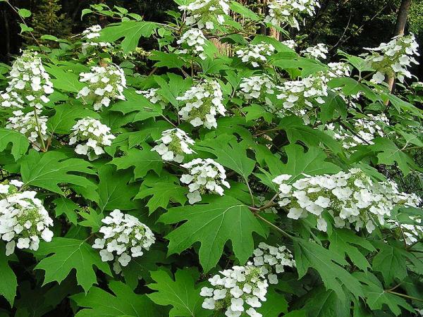 Bild: „Hydrangea quercifolia“ von Anne Norman