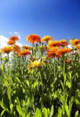 Ringelblume (Calendula officinalis) Bild Berdan
