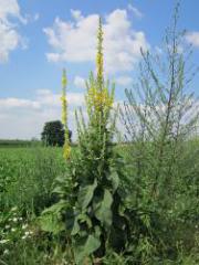 Kleinblütige Königskerze (Verbascum thapsus) / Bild AnRo0002