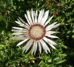 Silberdistel (Carlina acaulis) / Bild Judith Breitenbrunner 