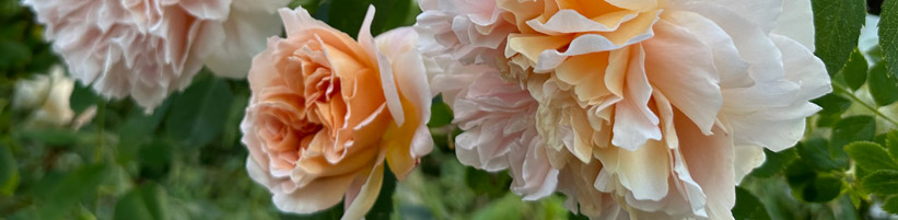 Bild garten.ch