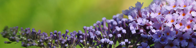 Bild garten.ch: Invasive Neophyten, Sommerflieder