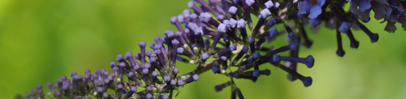 invasive Neophyten Sommerflieder