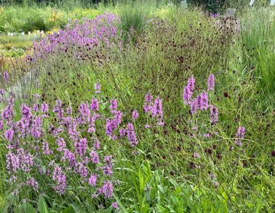 Bild garten.ch: Staudenbeet