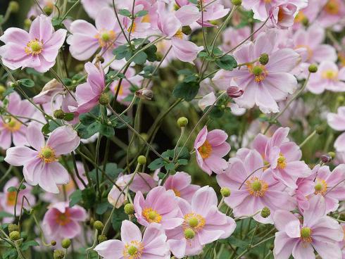 Bild Picturegarden | Rohner: Anemone hupehensis, rosafarbene Blütenwolken im Herbst: die klassische Japan-Herbstanemone (Anemone hupehensis).