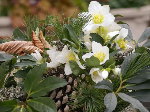 Bild Picturegarden Rohner: Die klassischen Christrosen gehören zur Adventszeit wie das Weihnachtsgebäck