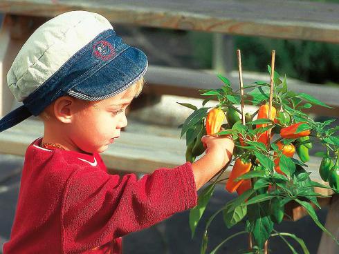 Bild Picturegarden Rohner: Die fruchtig-süssen Schnackpaprika sind – im Gegensatz zu den scharfen Chilis – auch für Kinder ein Genuss.