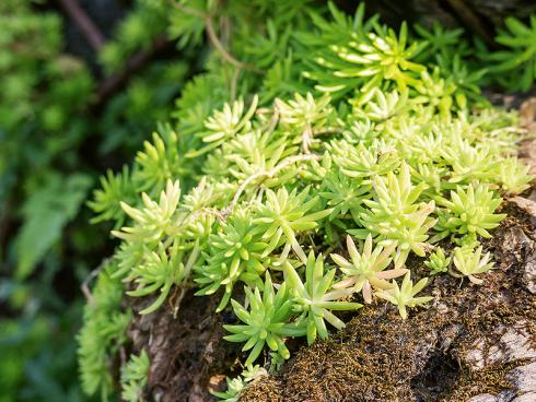 Bild JardinSuisse: Die Felsen-Fetthenne bzw. Tripmadam (Sedum reflexum) kommt in ganz Kontinentaleuropa vor. Sie wird etwa 10 bis 15 cm hoch und blüht von Juli bis August in kräftigem Gelb.