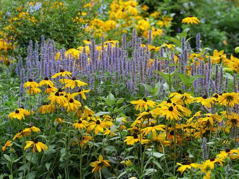 Bild Picturegarden Rohner: Komplementärfarben sorgen für Spannung im Staudenbeet: blaue Duftnesseln zwischen gelben Rudbeckien.