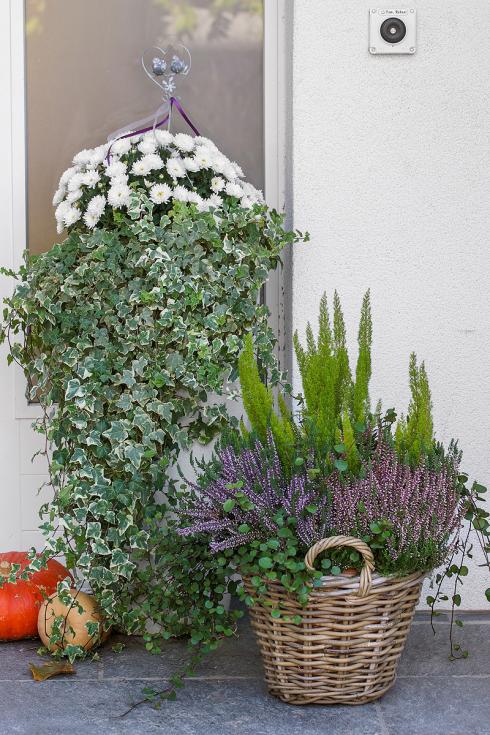 Bild Picturegarden Rohner: Herbstlicher Türwächter im Country-Stil mit Chrysanthemen, Efeu und Heidekraut im Weidekorb.